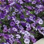 19usd Ngryise 8000Pcs A Set hanging series petunia seed