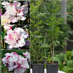 19usd Ngryise 3000Pcs A Set double petal Hibiscus seed