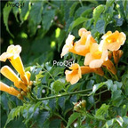 19usd Ngryise 500Pcs A Set Campsis grandiflora seed