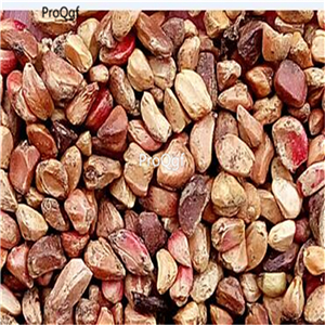 19usd Ngryise 500Pcs A Set Campsis grandiflora seed