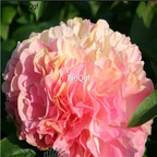 19usd Ngryise 500Pcs A Set rainbow pink peony seed