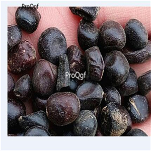19usd Ngryise 500Pcs A Set rainbow pink peony seed