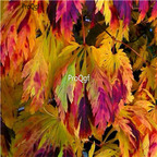 19usd Ngryise 2000Pcs A Set rainbow maple seed