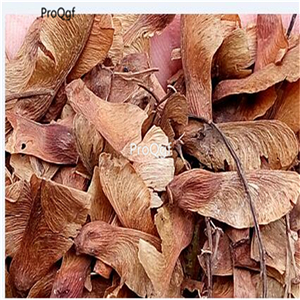 19usd Ngryise 2000Pcs A Set rainbow maple seed