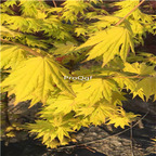 19usd Ngryise 2000Pcs A Set gold maple seed