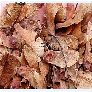 19usd Ngryise 2000Pcs A Set gold maple seed