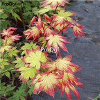19usd Ngryise 2000Pcs A Set yellow with red edge maple seed