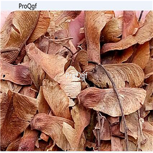 19usd Ngryise 2000Pcs A Set yellow with red edge maple seed