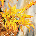 19usd Ngryise 2000Pcs A Set japanese sun gold maple seed