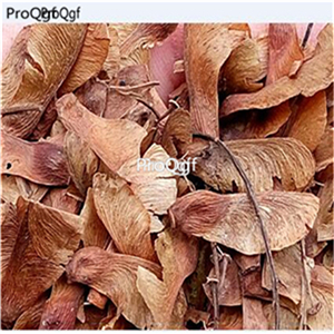 19usd Ngryise 2000Pcs A Set japanese sun gold maple seed