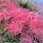 19usd Ngryise 2000Pcs A Set japanese red feather maple seed