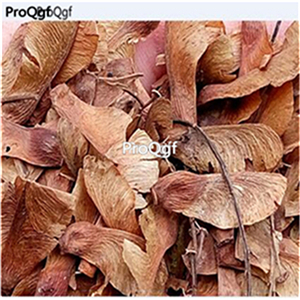 19usd Ngryise 2000Pcs A Set japanese red feather maple seed