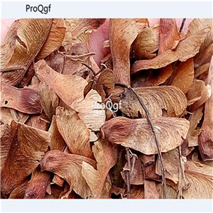 19usd Ngryise 2000Pcs A Set korean green with purple edge maple seed