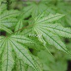 19usd Ngryise 2000Pcs A Set spring green maple seed