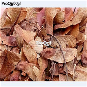19usd Ngryise 2000Pcs A Set spring green maple seed