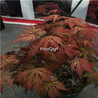 19usd Ngryise 2000Pcs A Set japanese champagne maple seed