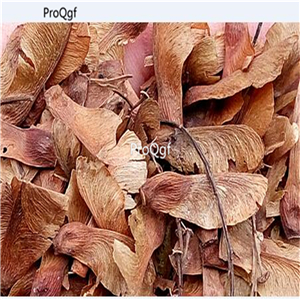 19usd Ngryise 2000Pcs A Set japanese champagne maple seed