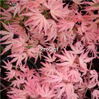 19usd Ngryise 2000Pcs A Set japanese pink maple seed
