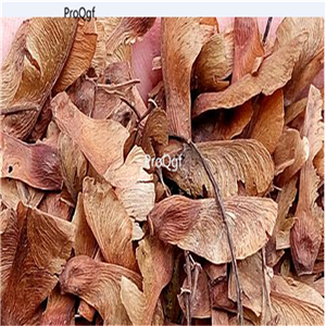 19usd Ngryise 2000Pcs A Set japanese pink maple seed