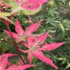 19usd Ngryise 2000Pcs A Set japanese watermelon red colorful maple seed