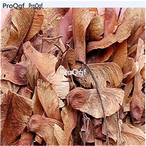 19usd Ngryise 2000Pcs A Set japanese watermelon red colorful maple seed