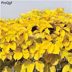 19usd Ngryise 3000Pcs A Set Parthenocissus tricuspidata boston ivy seed