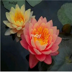 19usd Ngryise 200Pcs A Set orange sunset lotus seed