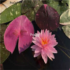 19usd Ngryise 200Pcs A Set pink lady lotus seed