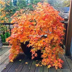 19usd Ngryise 1000Pcs A Set hanging series maple seed