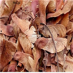 19usd Ngryise 1000Pcs A Set hanging series maple seed