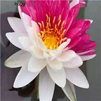 19usd Ngryise 200Pcs A Set white purple double color lotus seed