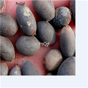 19usd Ngryise 200Pcs A Set white purple double color lotus seed