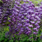 19usd Ngryise 200Pcs A Set double blue wisteria seed