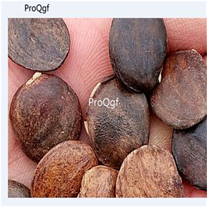 19usd Ngryise 200Pcs A Set double blue wisteria seed