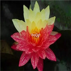 19usd Ngryise 200Pcs A Set red yellow double color lotus seed