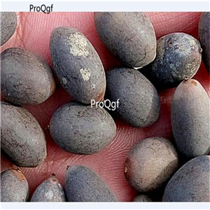 19usd Ngryise 200Pcs A Set red yellow double color lotus seed