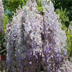 19usd Ngryise 200Pcs A Set white blue double color wisteria seed