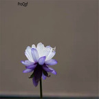 19usd Ngryise 200Pcs A Set devil paradise blue white double lotus seed