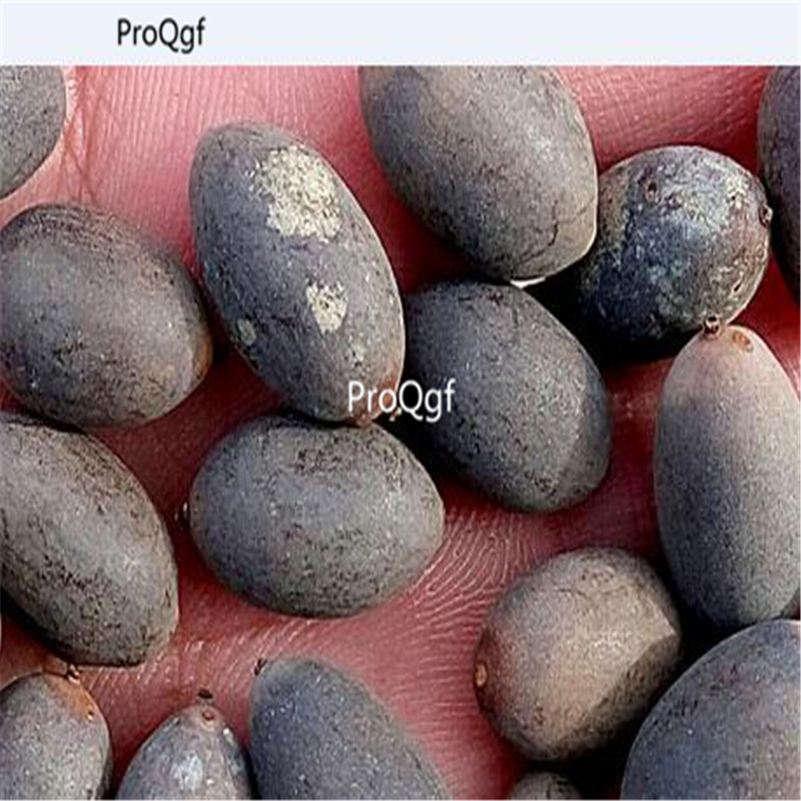 19usd Ngryise 200Pcs A Set devil paradise blue white double lotus seed