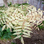 19usd Ngryise 200Pcs A Set white angel wisteria seed
