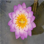 19usd Ngryise 200Pcs A Set purple queen lotus seed