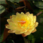 19usd Ngryise 200Pcs A Set gold world lotus seed