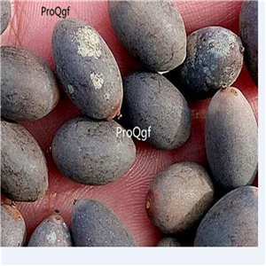 19usd Ngryise 200Pcs A Set gold world lotus seed