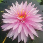 19usd Ngryise 200Pcs A Set charming purple lotus seed