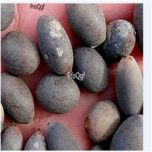 19usd Ngryise 200Pcs A Set charming purple lotus seed