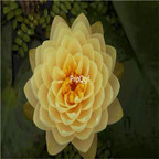 19usd Ngryise 200Pcs A Set lemon cake lotus seed