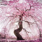 19usd Ngryise 200Pcs A Set japanese hanging plum blossom seed