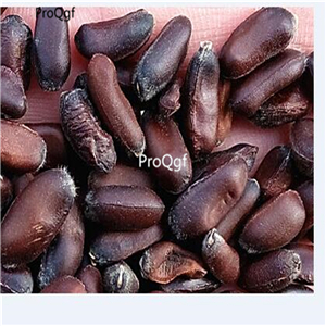 19usd Ngryise 200Pcs A Set japanese hanging plum blossom seed