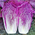 19usd Ngryise 3000Pcs A Set purple cabbage seed