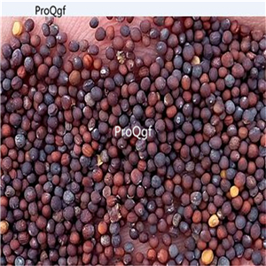 19usd Ngryise 3000Pcs A Set purple cabbage seed